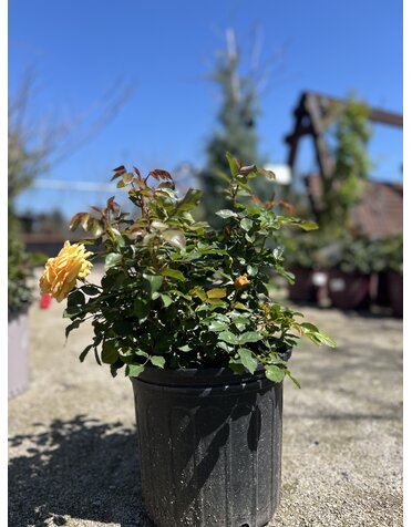 ROSE, 'SOUTH AFRICA SUNBELT', 3G