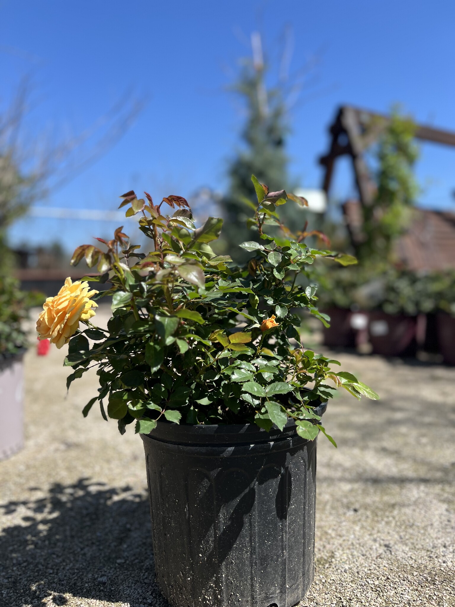 ROSE, 'SOUTH AFRICA SUNBELT', 3G