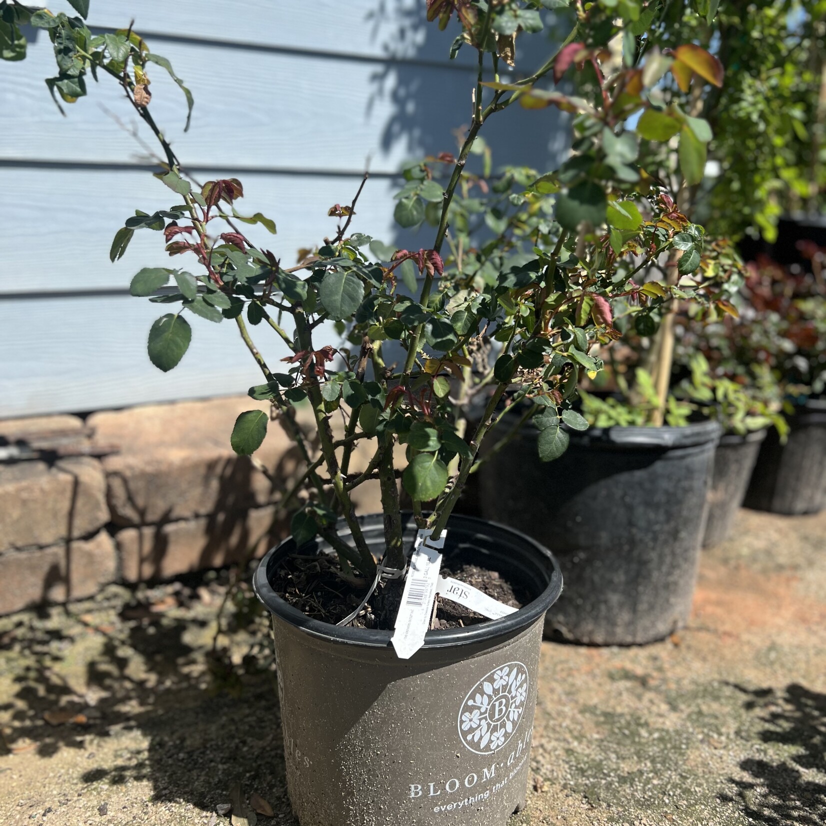 ROSE, 'BLOOMABLE 'SWEET MADAMOISELLE' 3G