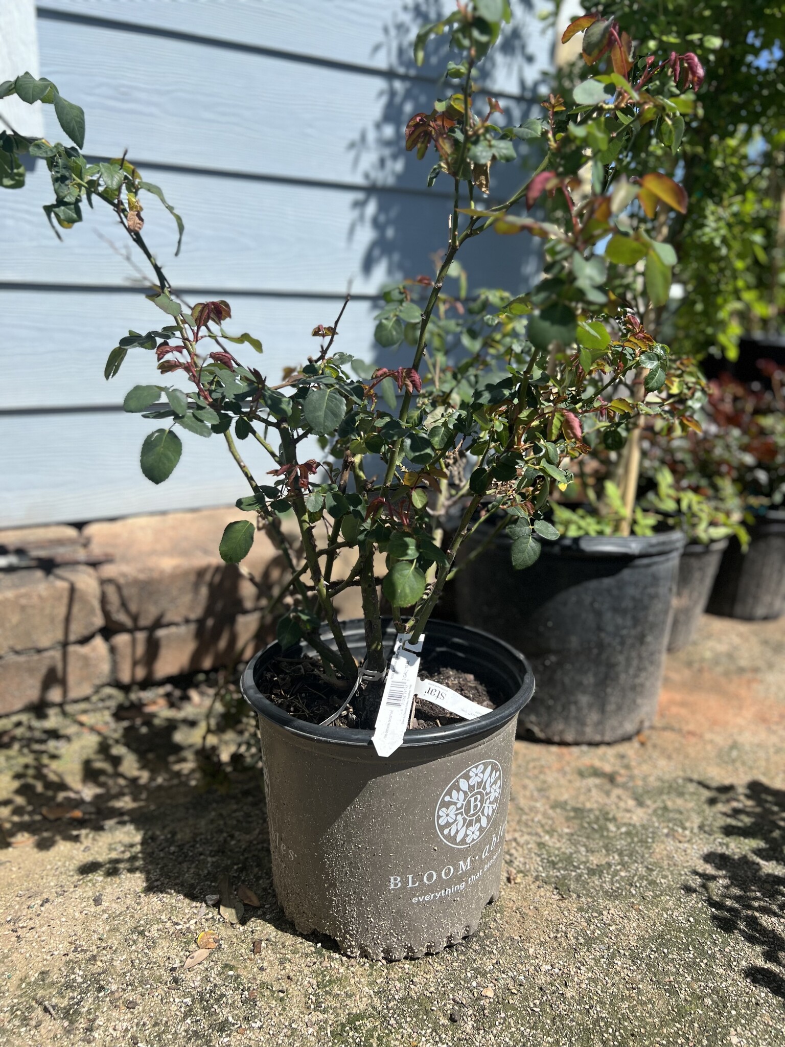 BLOOMABLE® SWEET MADEMOISELLE™ ROSE BUSH, 3 GALLON