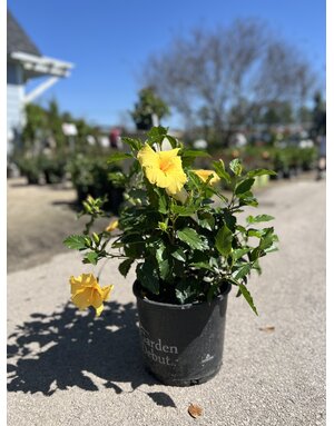 HIBISCUS, TROPICAL, 'BIG BANG', 3G*