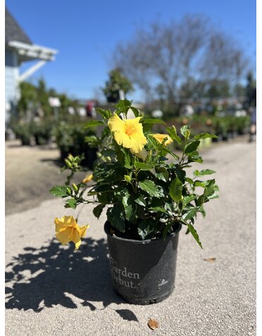 HIBISCUS, TROPICAL, 'BIG BANG', 3G*