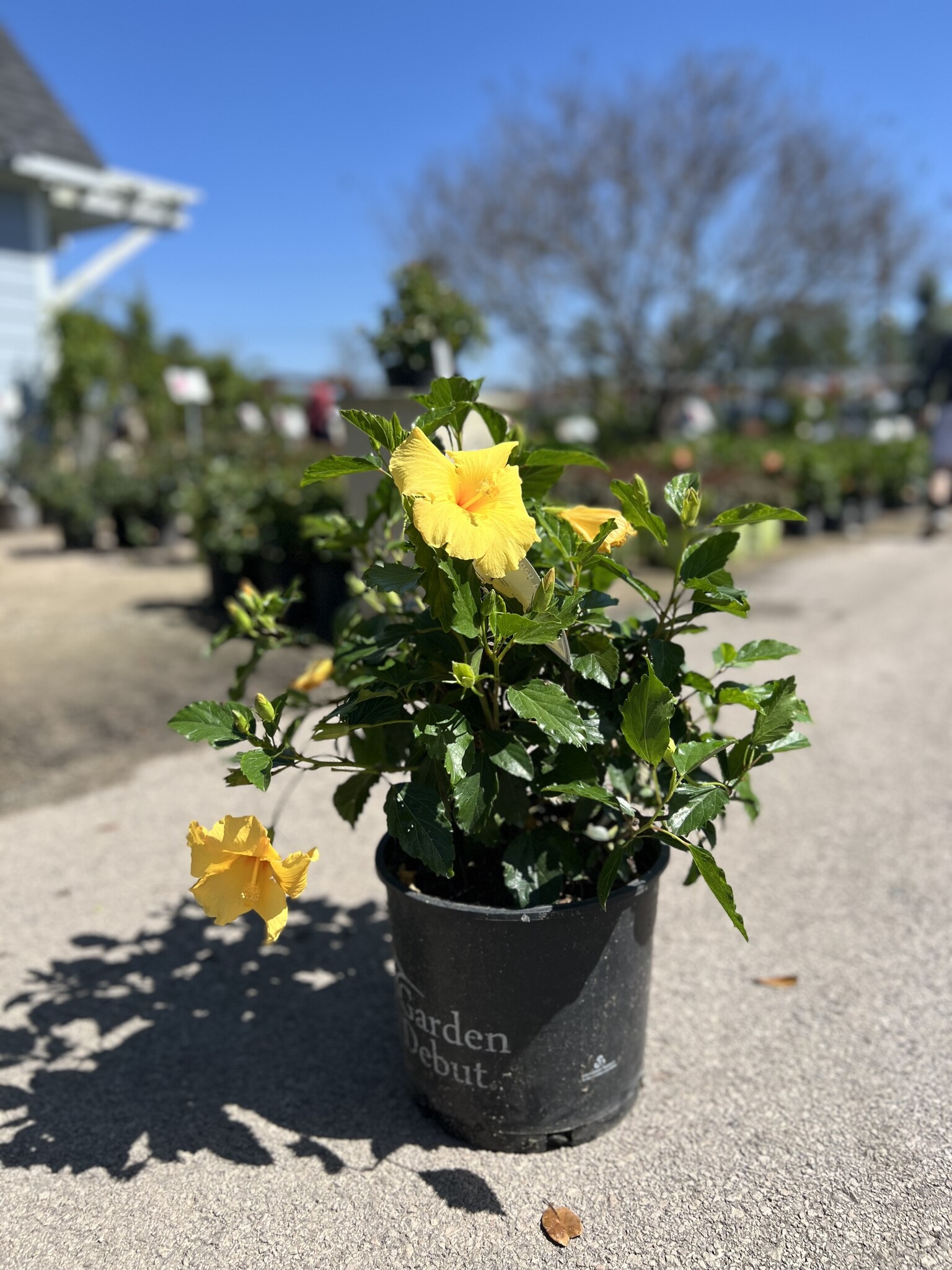 HIBISCUS, TROPICAL, 'BIG BANG', 3G