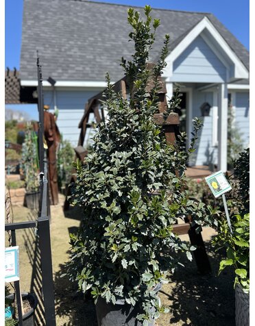 HOLLY, 'OAK LEAF', 15G