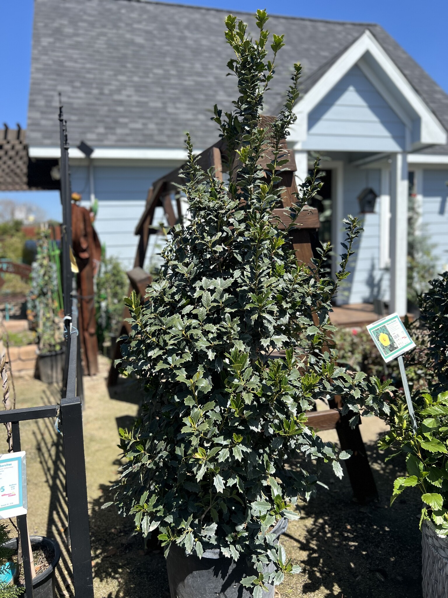 ‘OAK LEAF’™ HOLLY, 15 GALLON