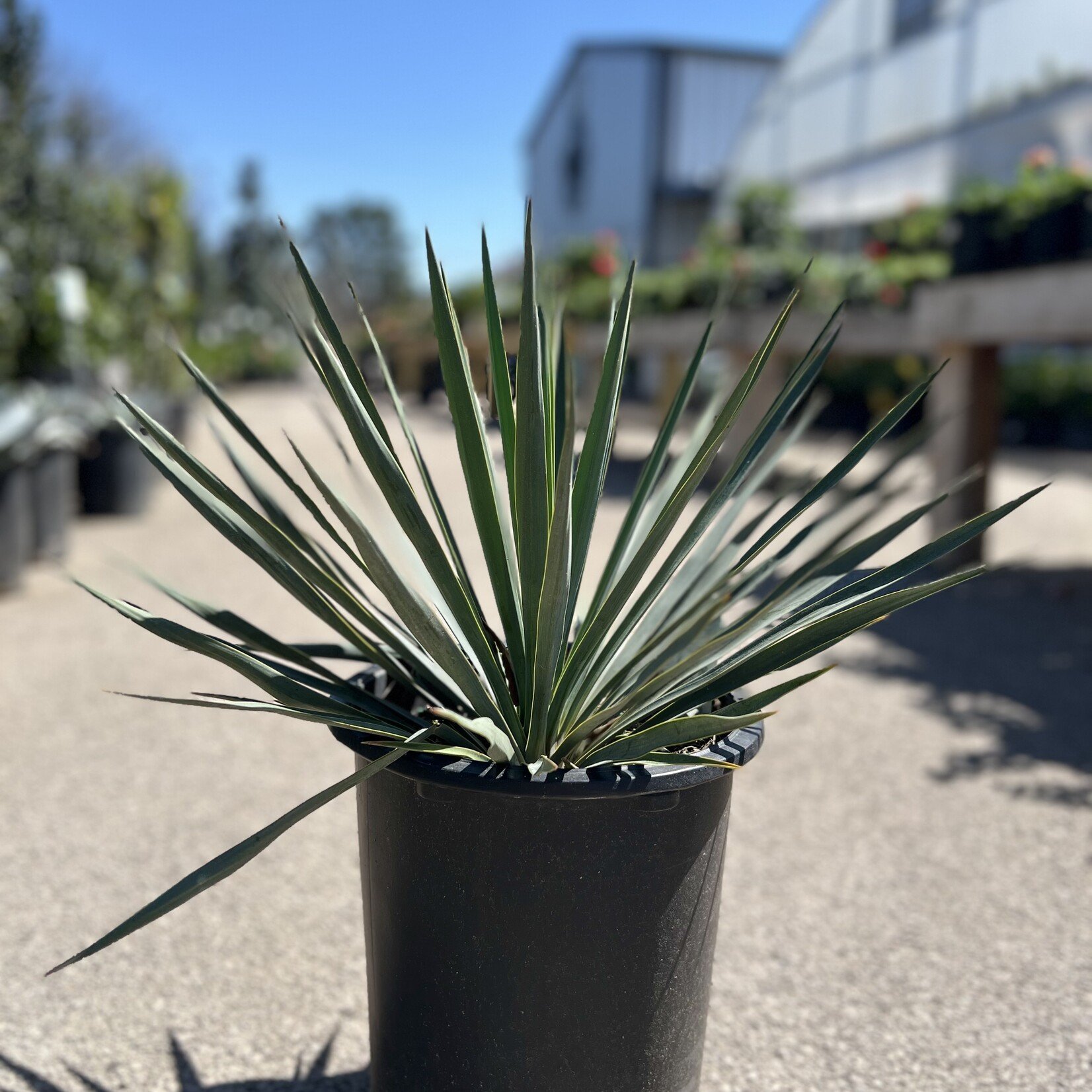 YUCCA, 'BLUE SENTRY', 5G