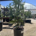 ARBORVITAE, 'GREEN GIANT', 3G