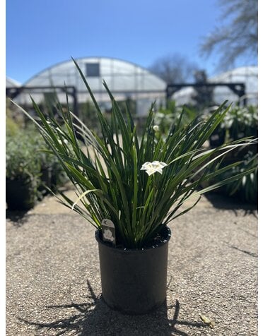 Iris 'Orange Drop' 3G