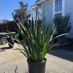 IRIS, 'WHITE AFRICAN', 3G