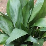 ASPIDISTRA, 'CAST IRON PLANT, 1G