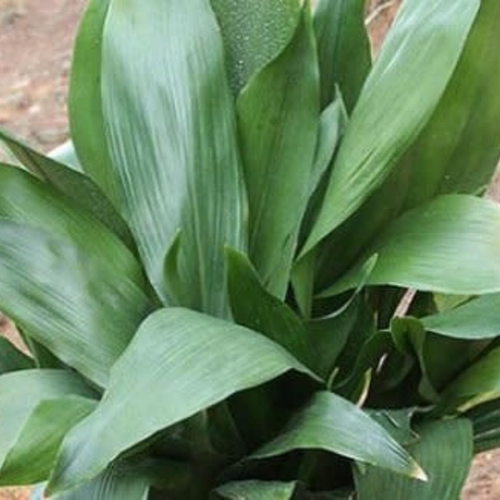 ASPIDISTRA, 'CAST IRON PLANT, 1G