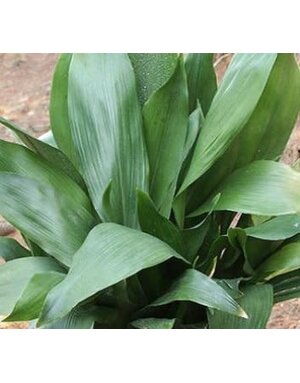 Aspidistra Cast Iron Plant 1 Gallon