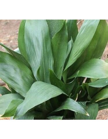 ASPIDISTRA, 'CAST IRON PLANT', 1G