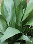 Aspidistra Cast Iron Plant 1 Gallon