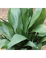 ASPIDISTRA, 'CAST IRON PLANT', 1G