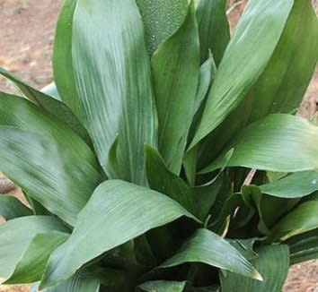 Aspidistra 'Cast Iron Plant' 1 Gallon - Indestructible Foliage Plant