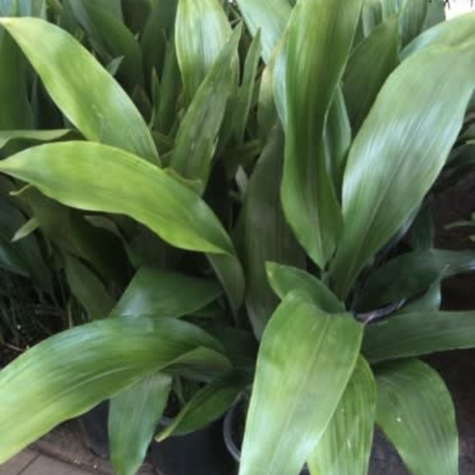 ASPIDISTRA, 'CAST IRON PLANT, 1G