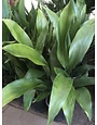 Aspidistra 'Cast Iron Plant' 1 Gallon - Indestructible Foliage Plant