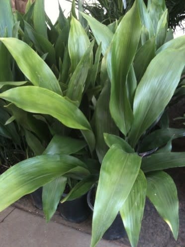 ASPIDISTRA, 'CAST IRON PLANT', 1G