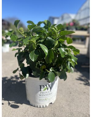 HIBISCUS, TROPICAL, 'RICO SUAVE HOLLYWOOD', 3G