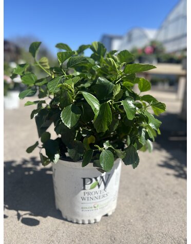 HIBISCUS, TROPICAL, 'RICO SUAVE HOLLYWOOD', 3G