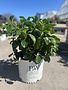 HIBISCUS, TROPICAL, 'RICO SUAVE HOLLYWOOD', 3G*