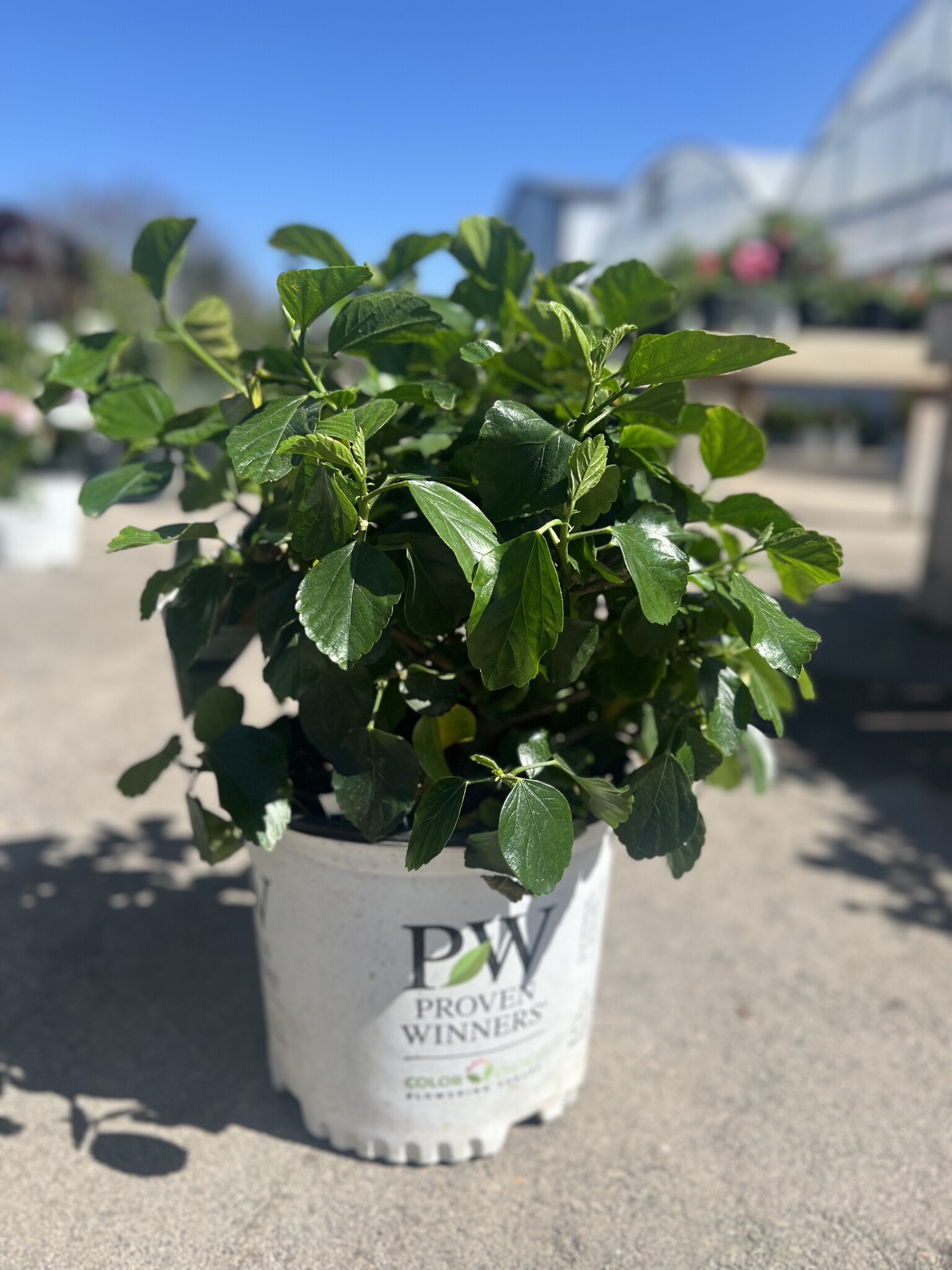 RICO SUAVE HOLLYWOOD TROPICAL HIBISCUS, 3 GALLON