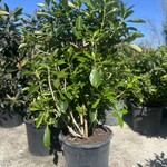 VIBURNUM, 'AWABUKI', 15G