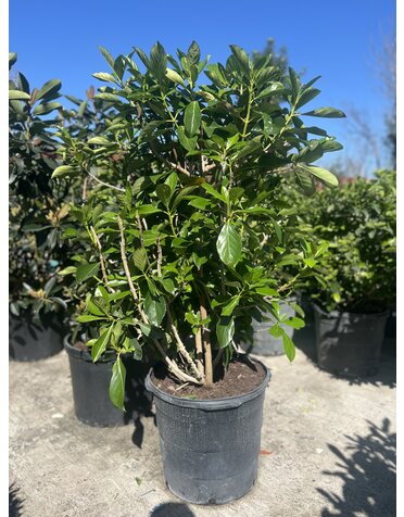 Viburnum 'Awabuki' 15G