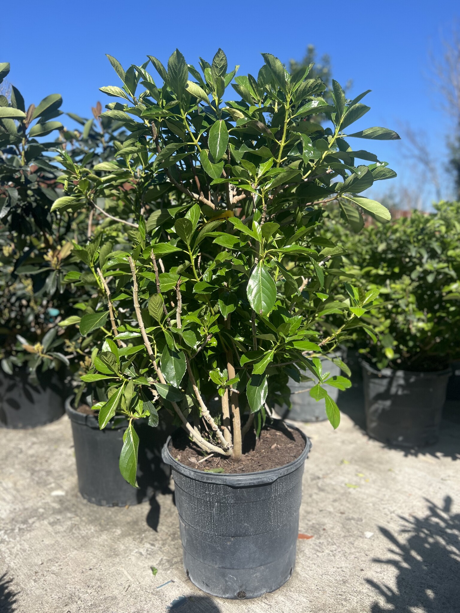 Viburnum 'Awabuki' 15 Gallon - Large Evergreen Screening Shrub