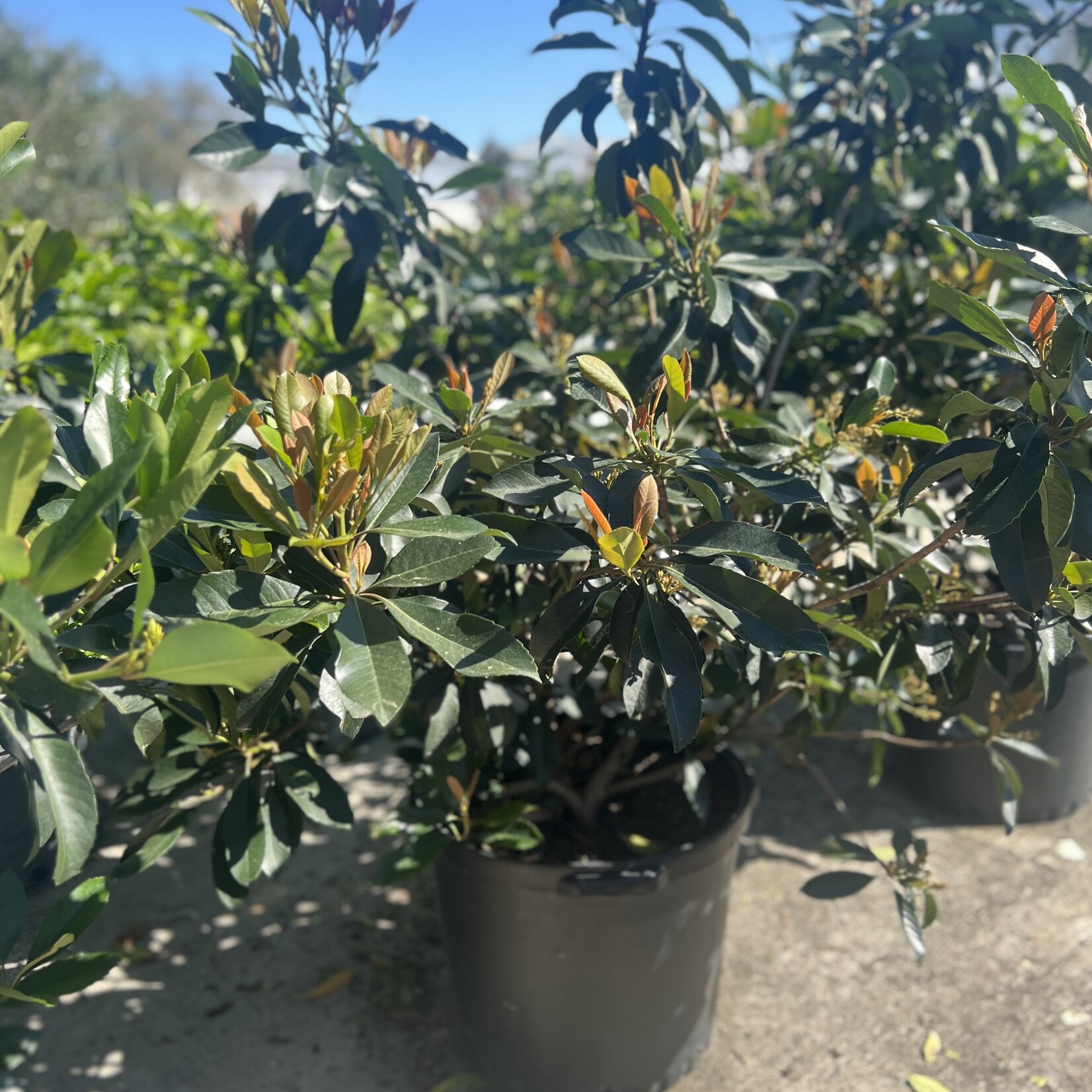 LOQUAT, 'COPPERTONE', 15G