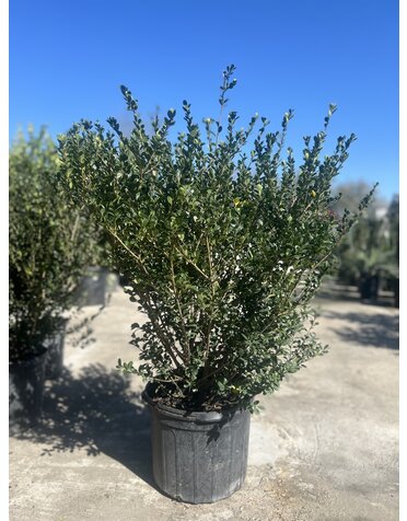 HOLLY, 'COMPACTA', 7G*