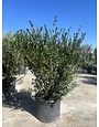 'COMPACTA' HOLLY PLANT, 7 GALLON