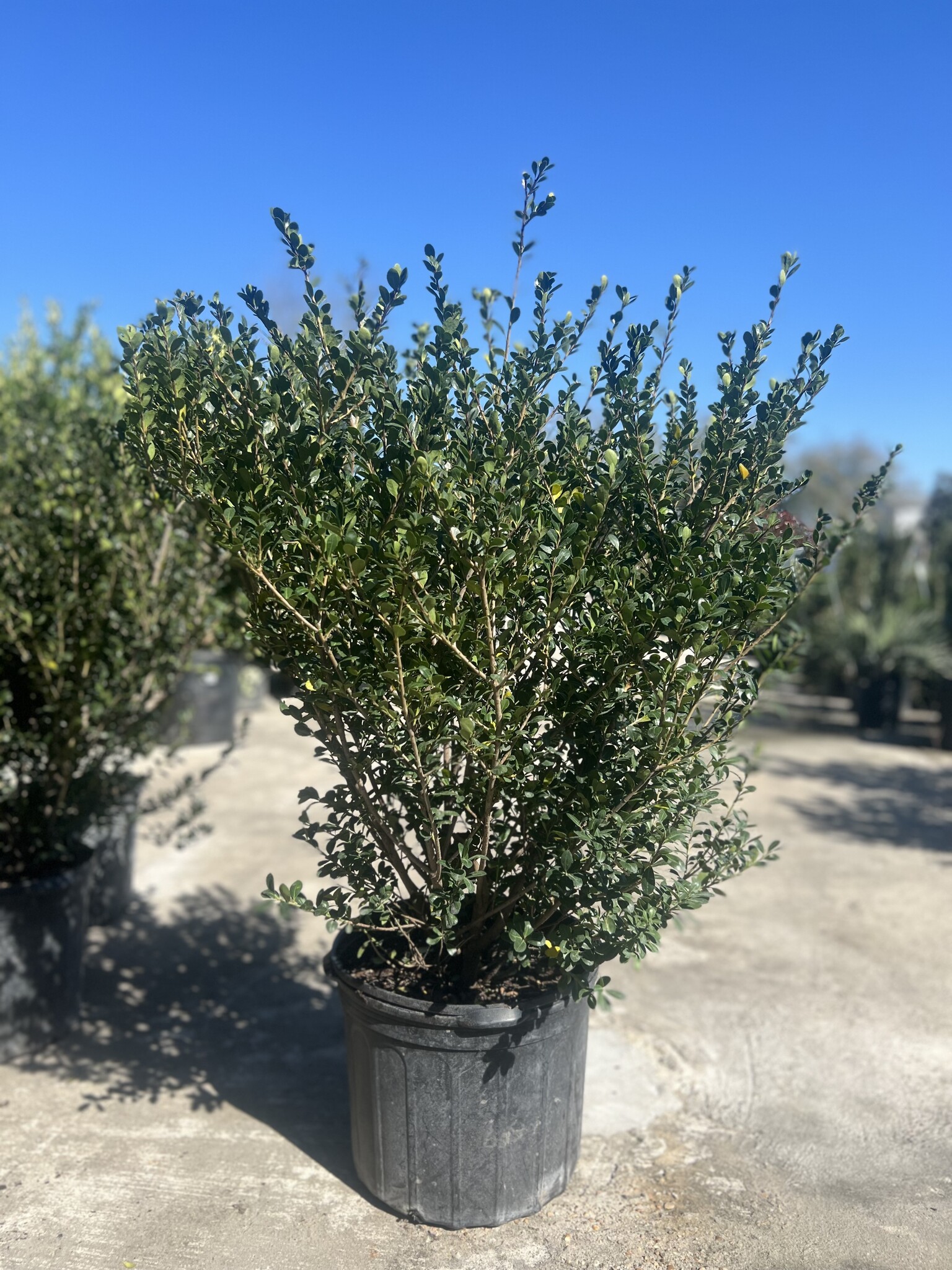 'COMPACTA' HOLLY PLANT, 7 GALLON