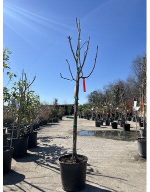 PEAR TREE, 'ORIENT', 3G-5G