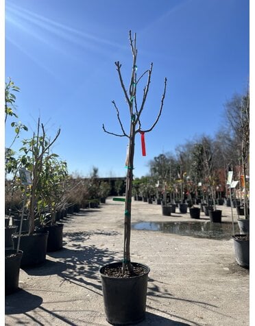 FRUIT TREE, 'PEAR, 'ORIENT', 3G-5G