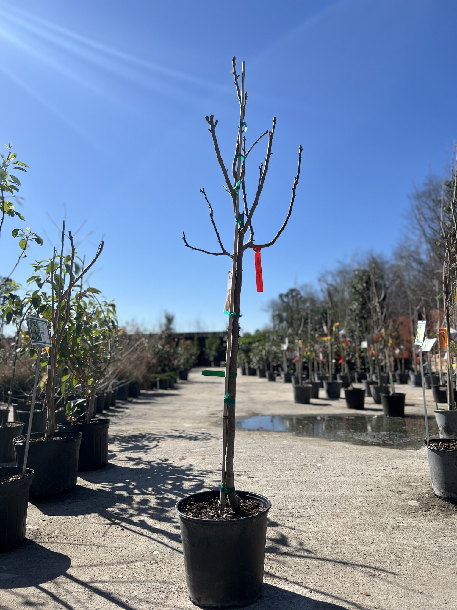 ORIENT PEAR TREE, 3 GALLON