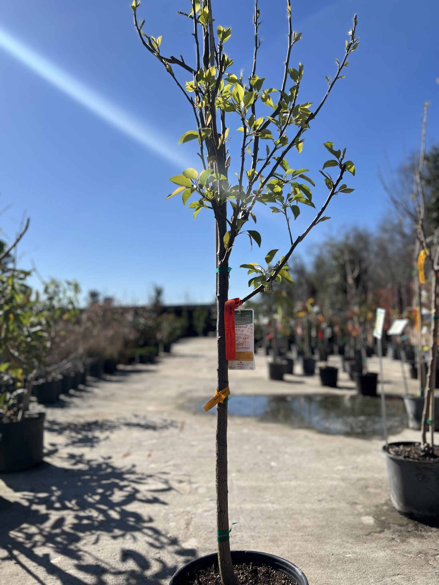 FRUIT TREE, PEAR, 'PINEAPPLE', 3G-5G