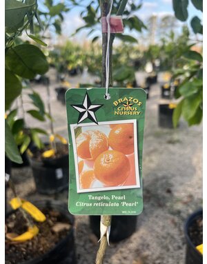 CITRUS, 'PEARL TANGELO', 3G