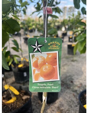 CITRUS, TANGELO, 'PEARL', 3G