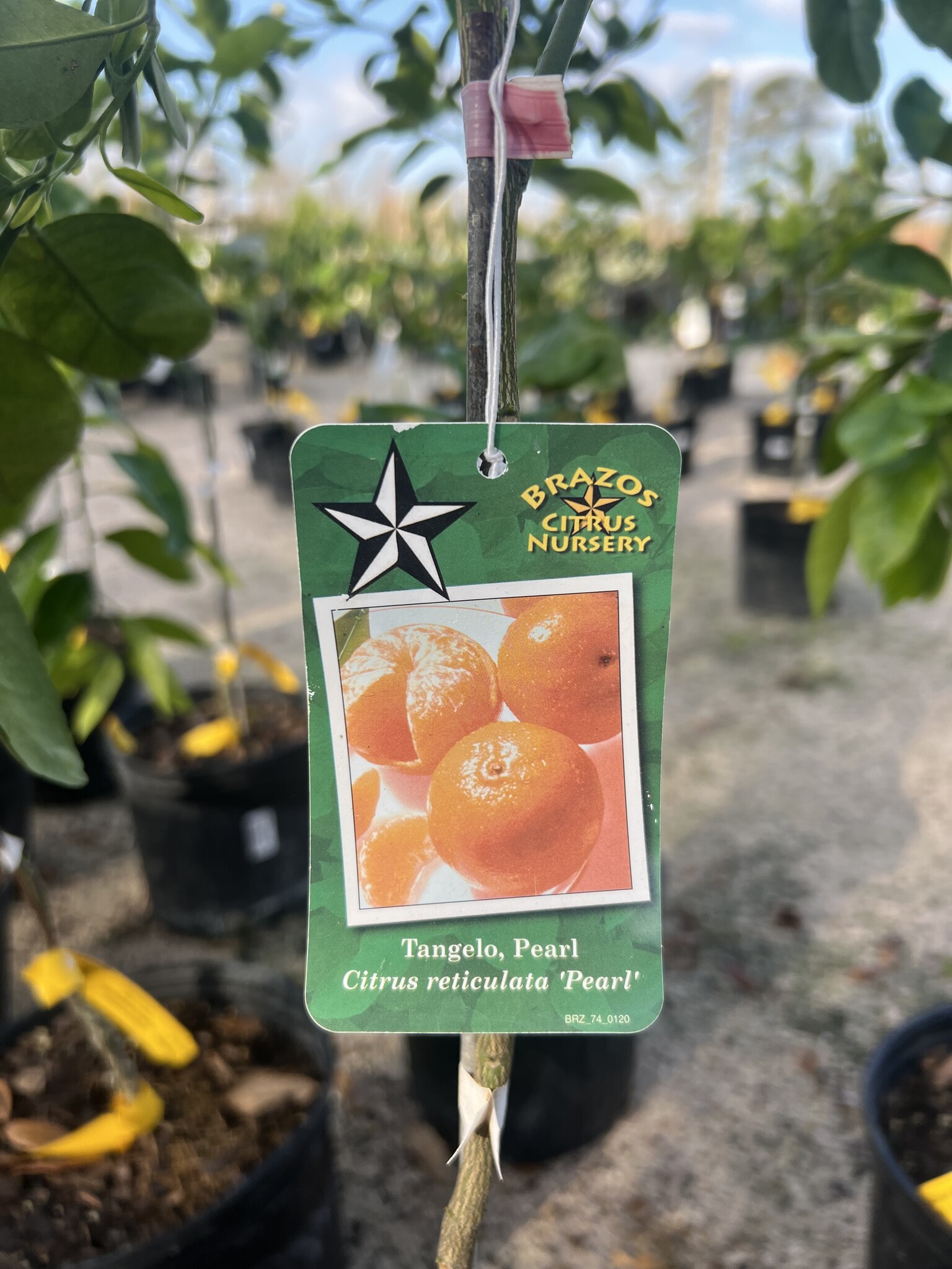 CITRUS, 'PEARL TANGELO', 3G