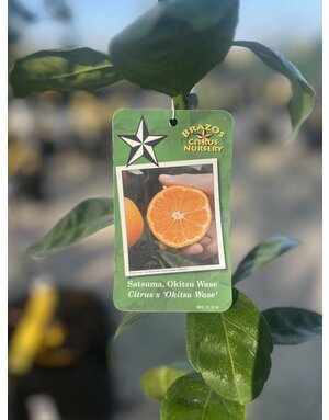 CITRUS, 'SATSUMA, 'OKITSU WASE', 3G