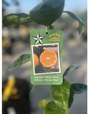 CITRUS, 'SATSUMA, 'OKITSU WASE', 3G