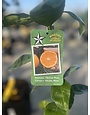 CITRUS, 'SATSUMA, 'OKITSU WASE', 3G