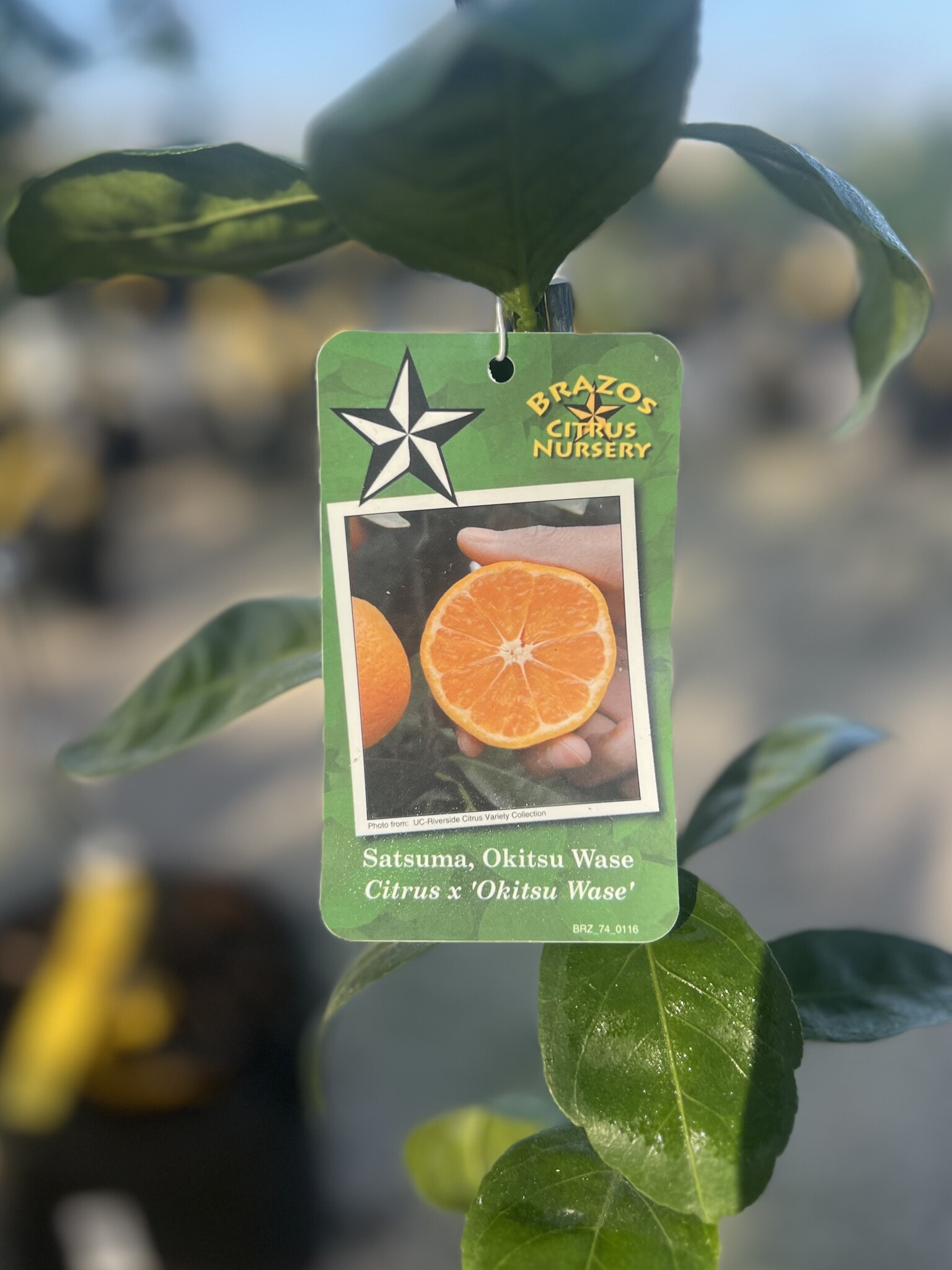CITRUS, 'SATSUMA, 'OKITSU WASE', 3G