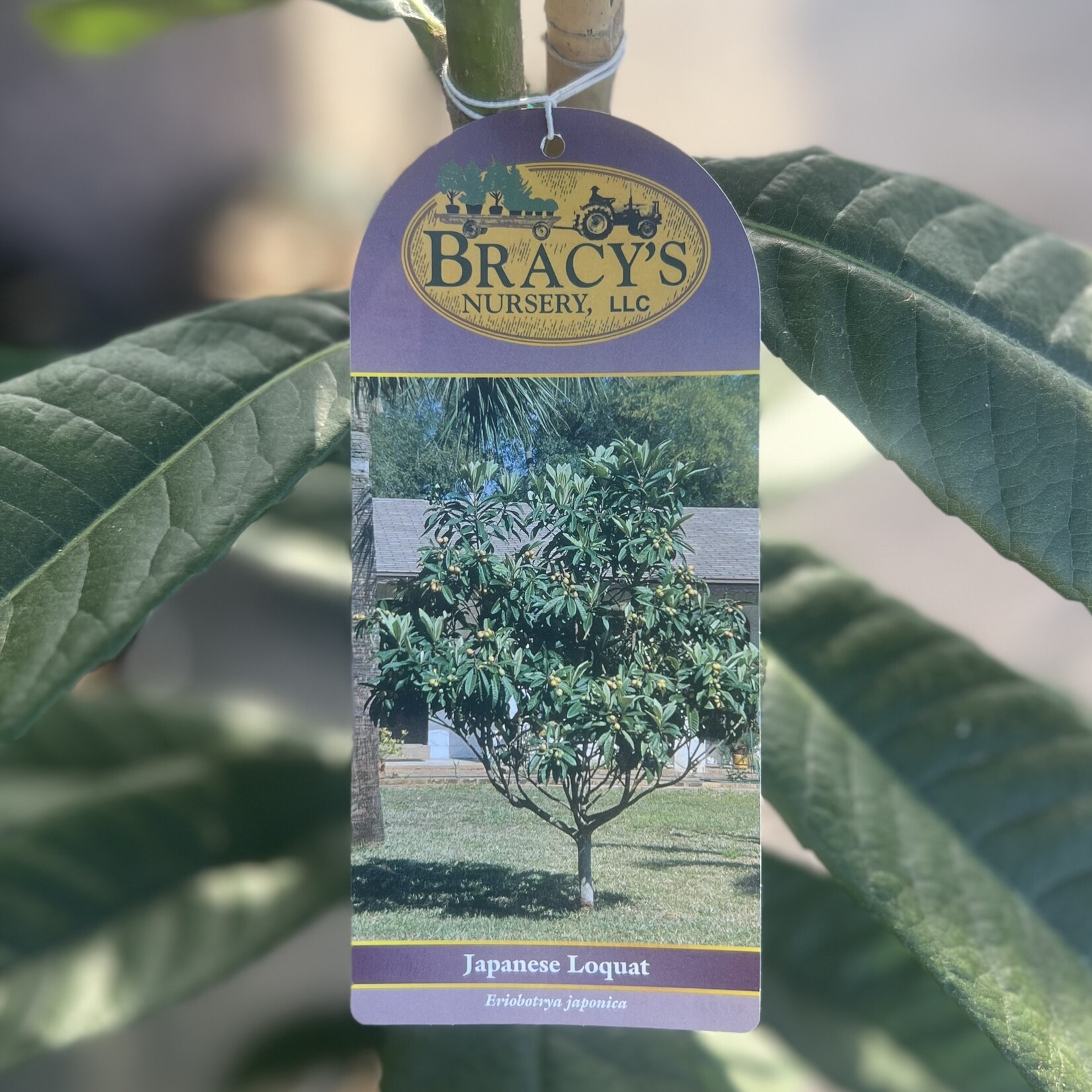 LOQUAT, 'JAPANESE' 5G