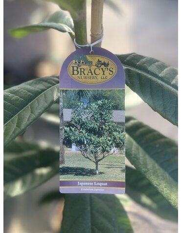 LOQUAT, 'JAPANESE' 5G