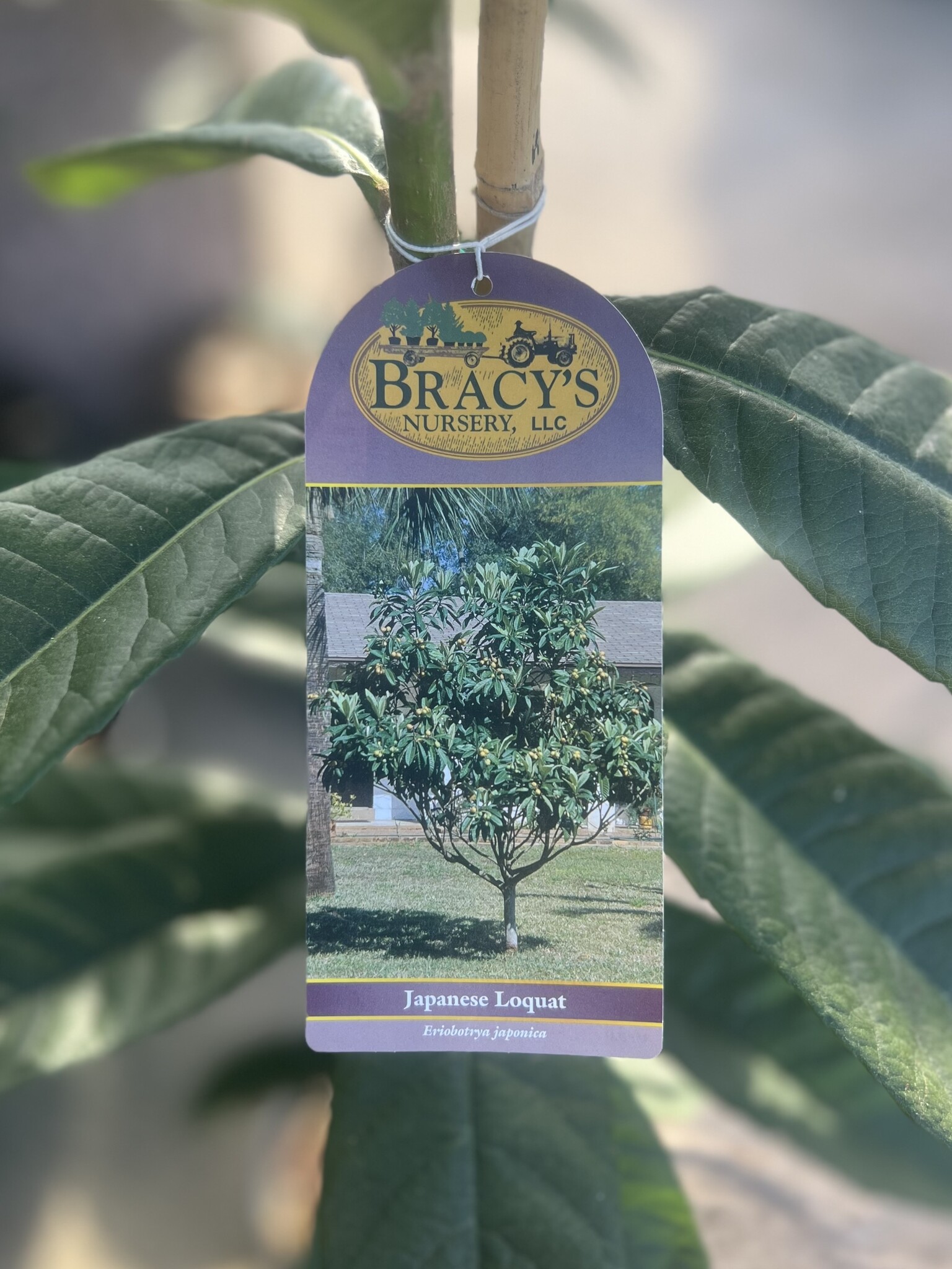 LOQUAT, 'JAPANESE' 5G