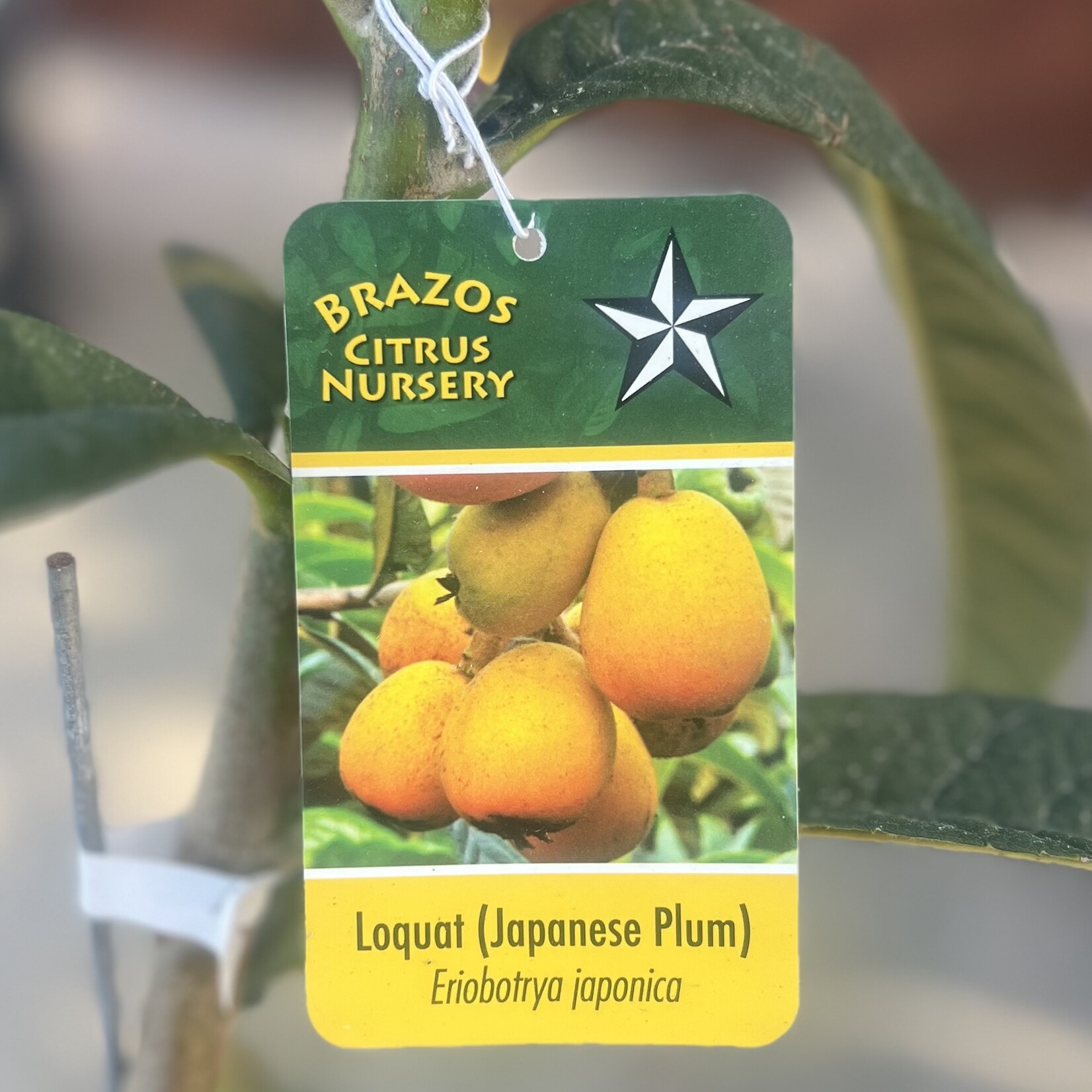LOQUAT, 'JAPANESE PLUM', 3G