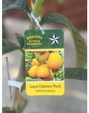 FRUIT TREE, LOQUAT, 'JAPANESE PLUM', 3G